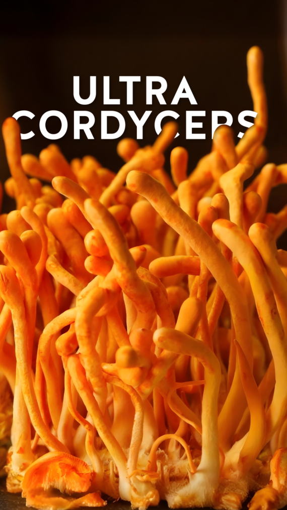 CORDYCEPS - Image 3