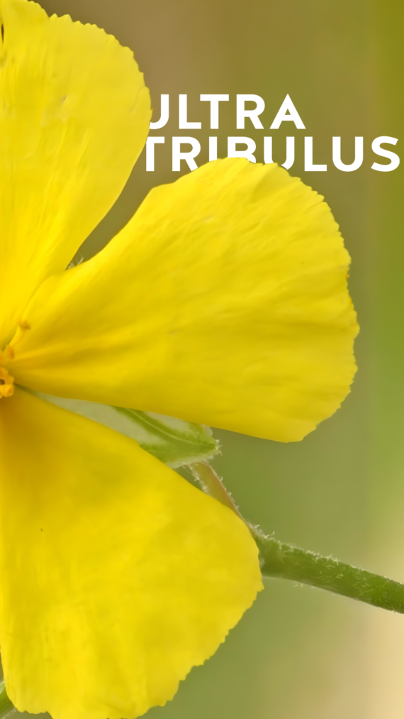 Tribulus - Image 4